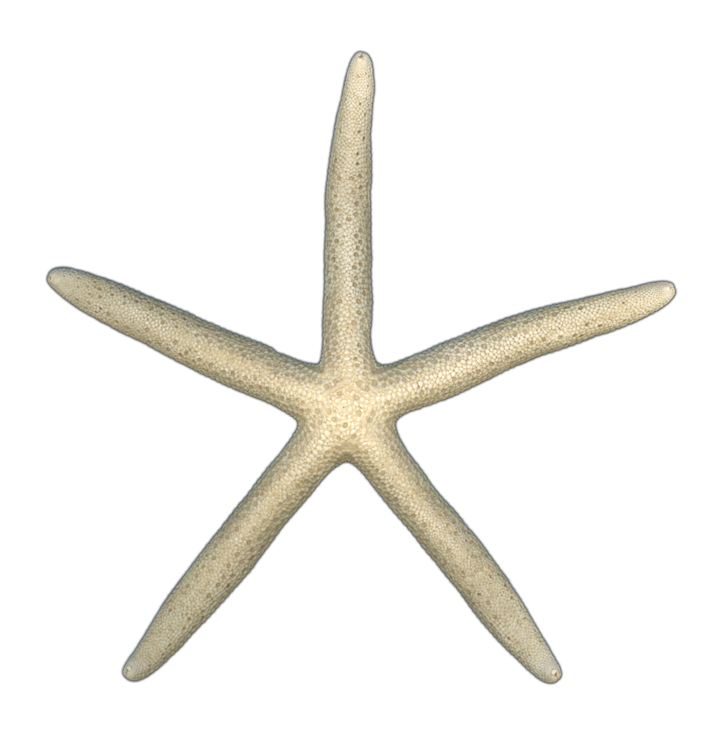 Finger Starfish Shell Top | Pinback Button | 1in