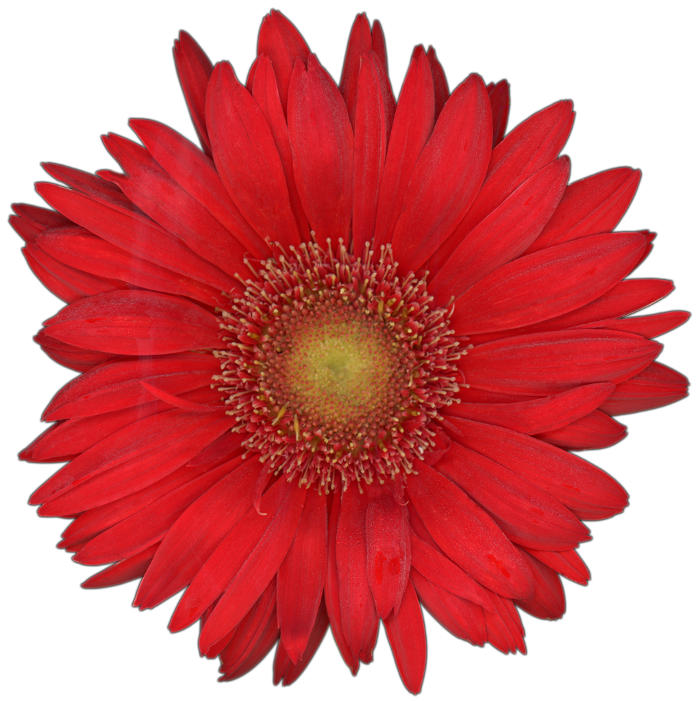 Gerbera Daisy Flower | Pinback Button | 1in