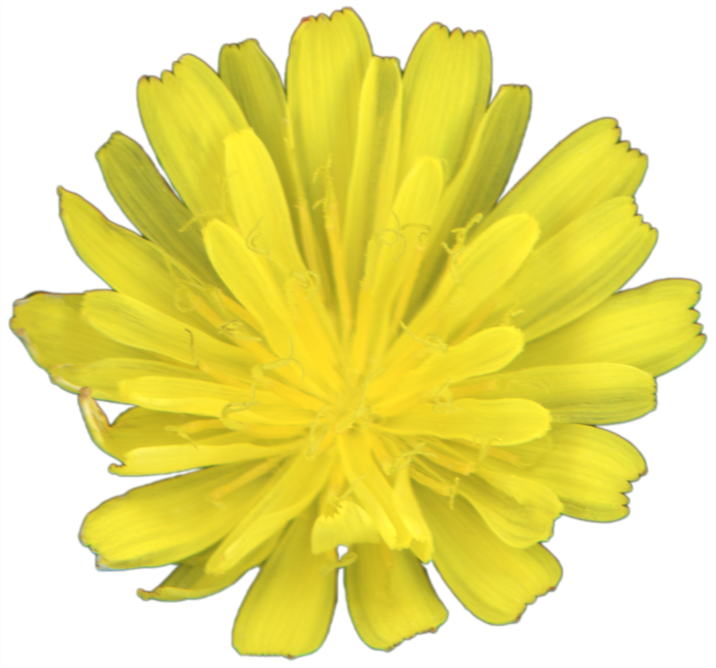 Hawkweed Flower | Magnet | 1in