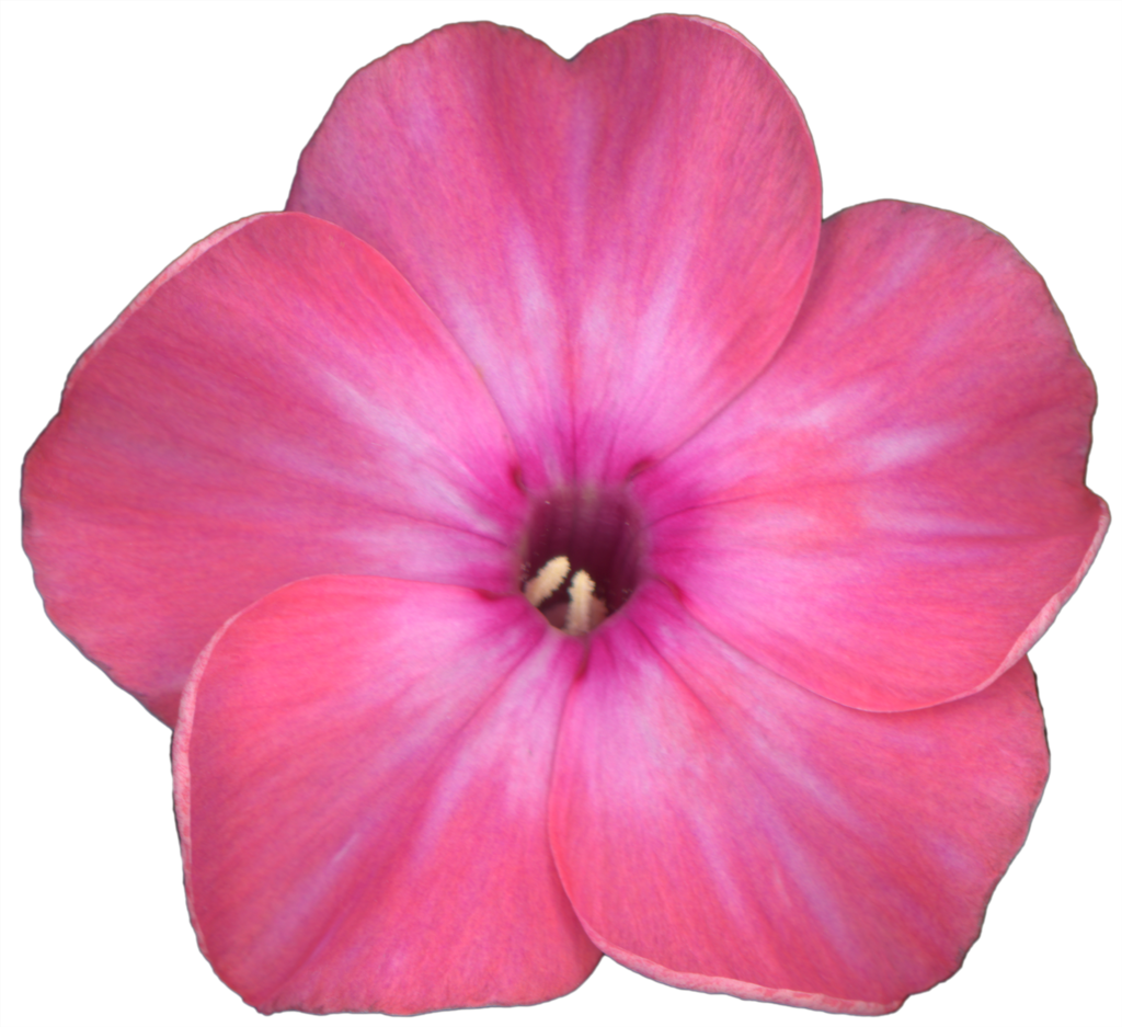 Phlox Flower Detail | Pinback Button | 1in