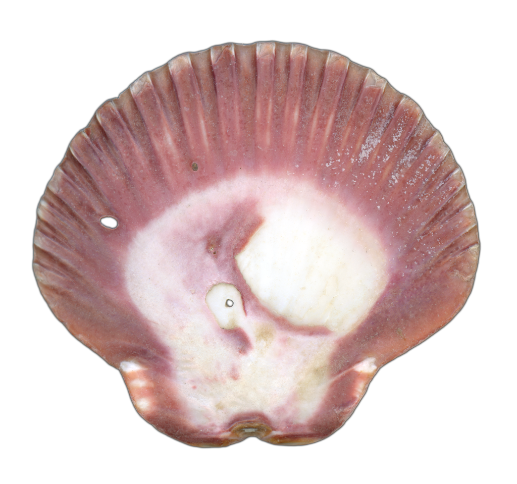 Scallop Shell Magenta Left Exterior | Pinback Button | 1in