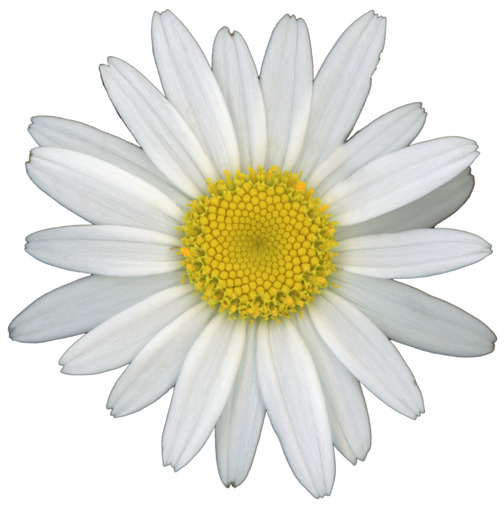 Shasta Daisy Flower | Pinback Button | 1in