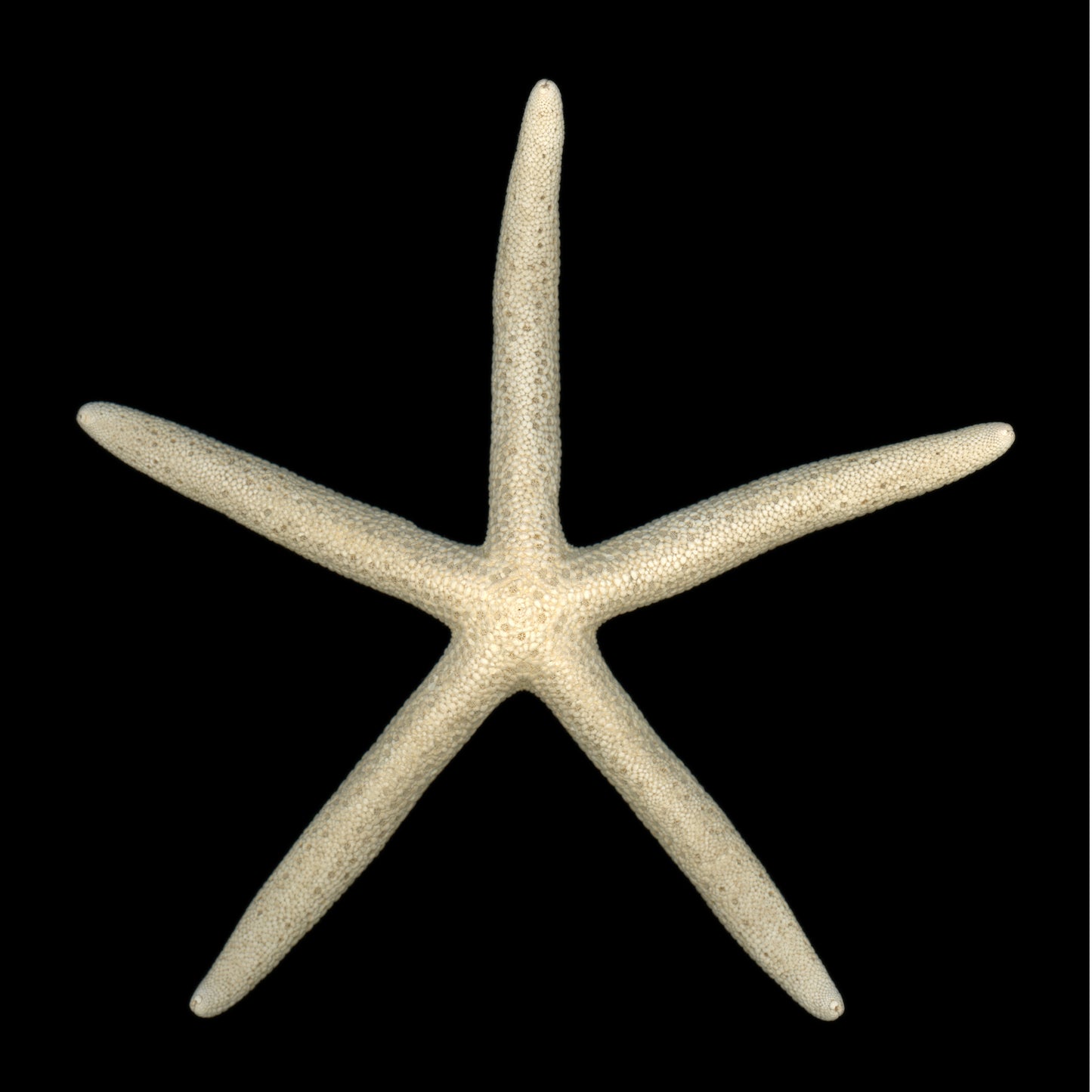 Metz & Matteo Finger Starfish Gift Card