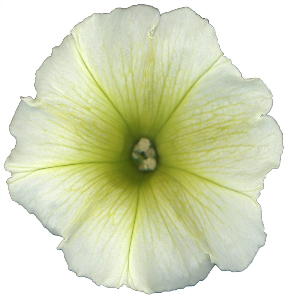 Petunia Flower | Pinback Button | 1in