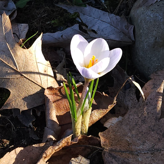 The crocus are waking up and the daffodils are not far behind.