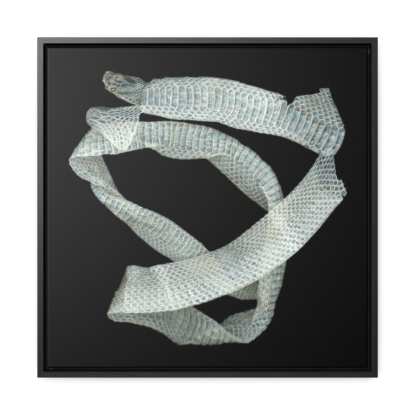 Mexican Milk Snake Shed Skin | Framed Canvas | Black Background