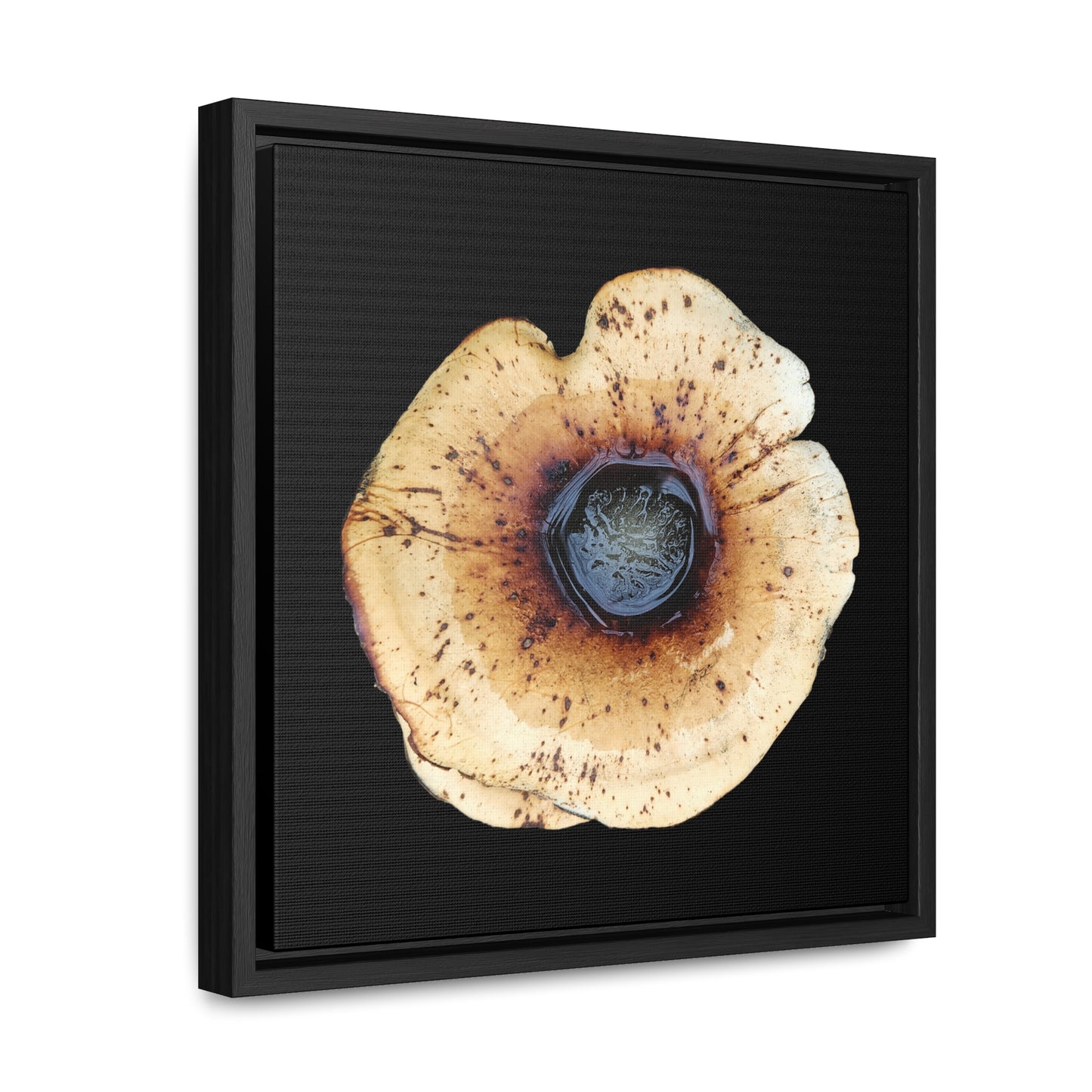 Honey Fungus, Armillaria | Framed Canvas | Black Background