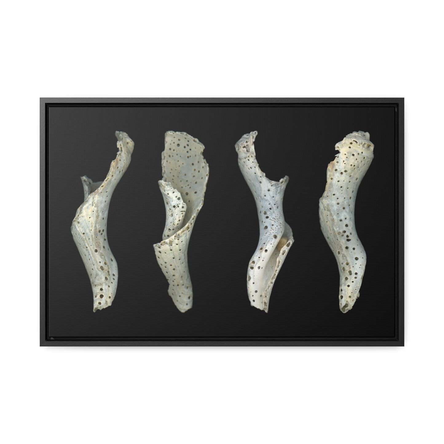 Spotted Shell White Four | Framed Wrap Canvas | Black Background