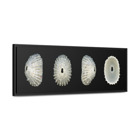 Keyhole Limpet Shell White Four | Framed Canvas | Black Background