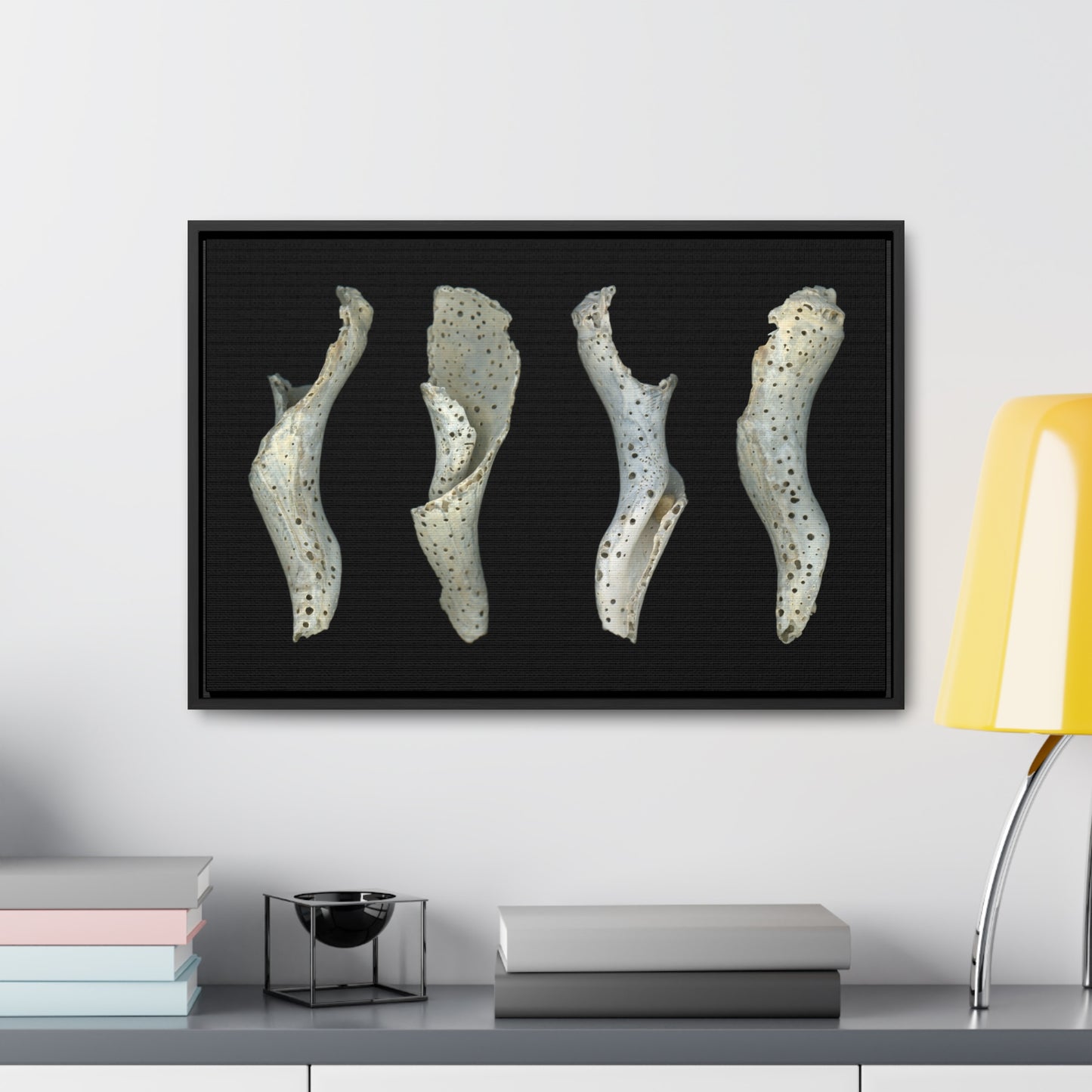 Spotted Shell White Four | Framed Wrap Canvas | Black Background