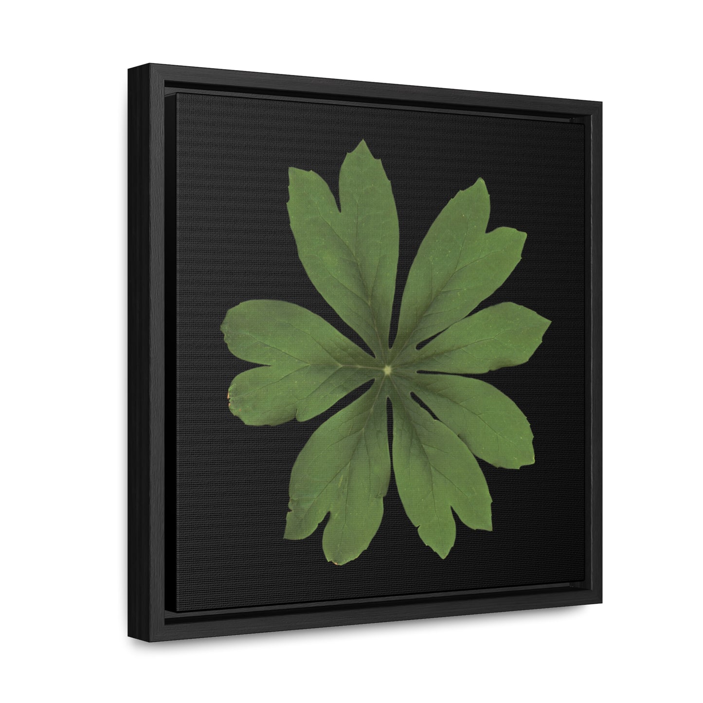 Mayapple, Podophyllum by Matteo | Framed Canvas | Black Background