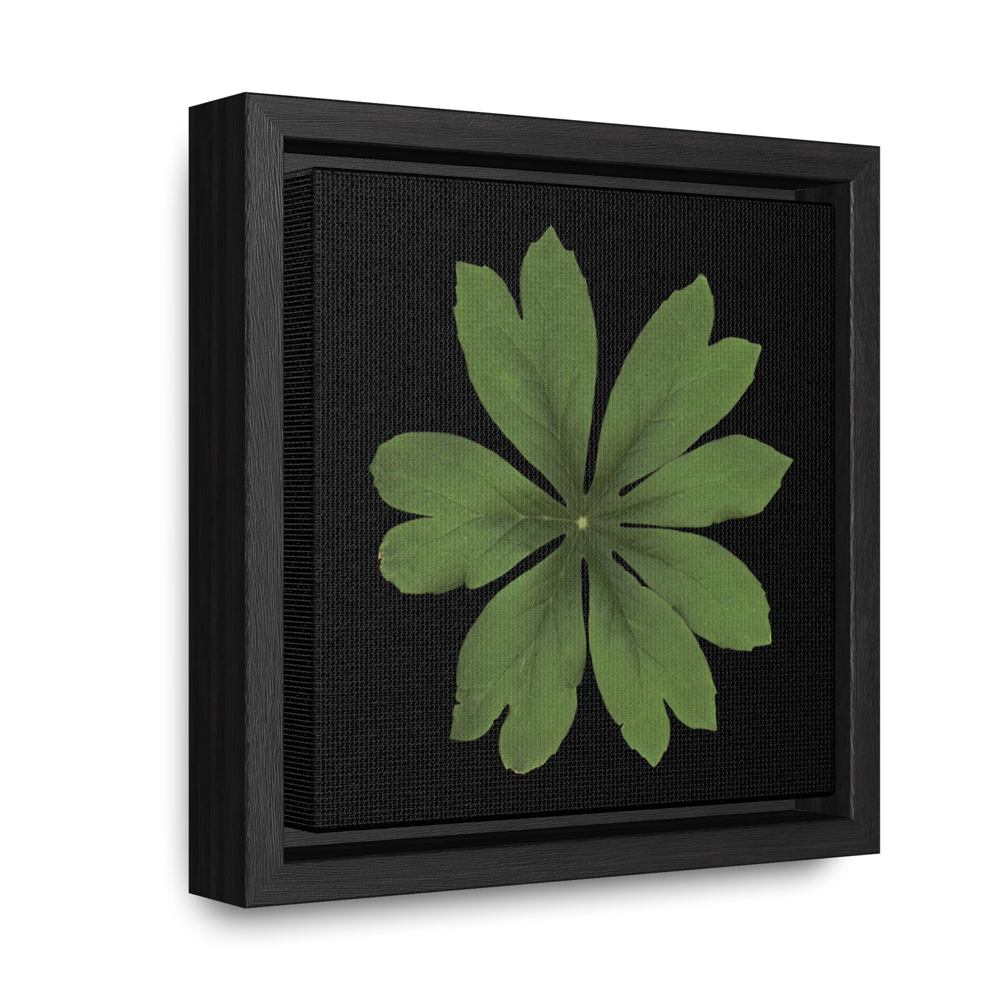 Mayapple, Podophyllum by Matteo | Framed Canvas | Black Background