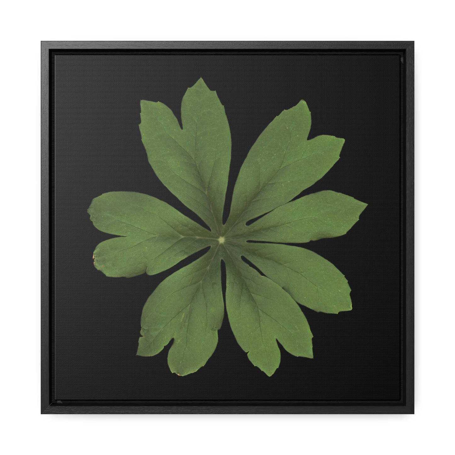 Mayapple, Podophyllum by Matteo | Framed Canvas | Black Background