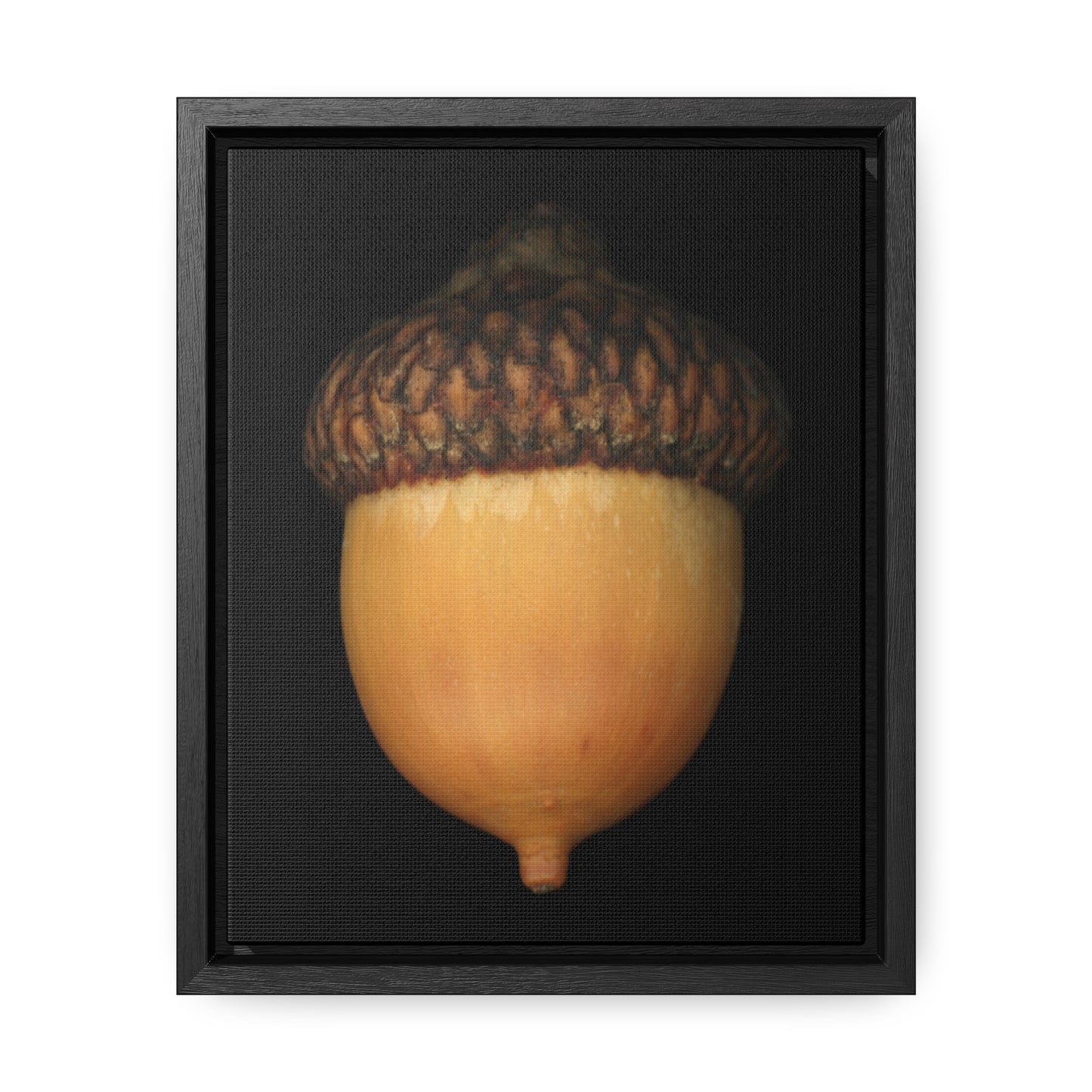 Acorn | Framed Wrap Canvas | Black Background