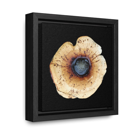 Honey Fungus, Armillaria | Framed Canvas | Black Background