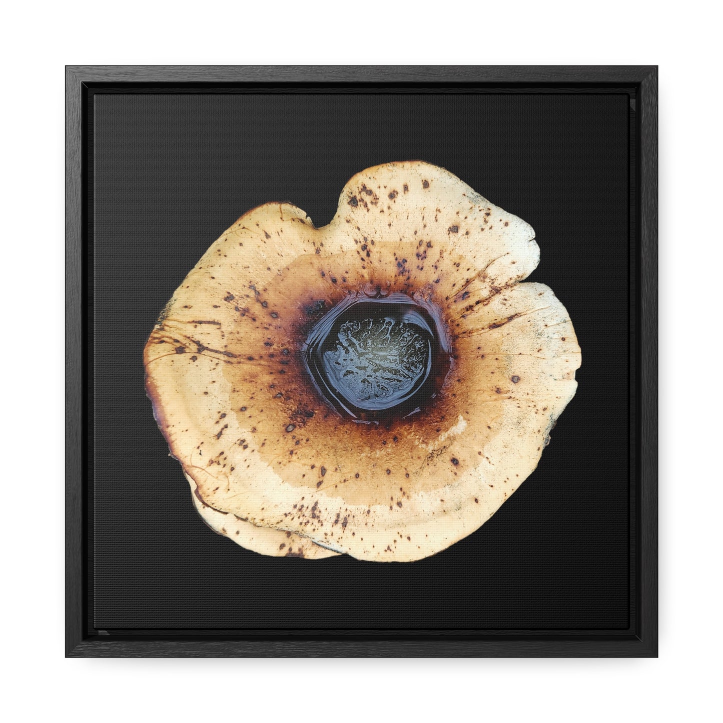 Honey Fungus, Armillaria | Framed Canvas | Black Background