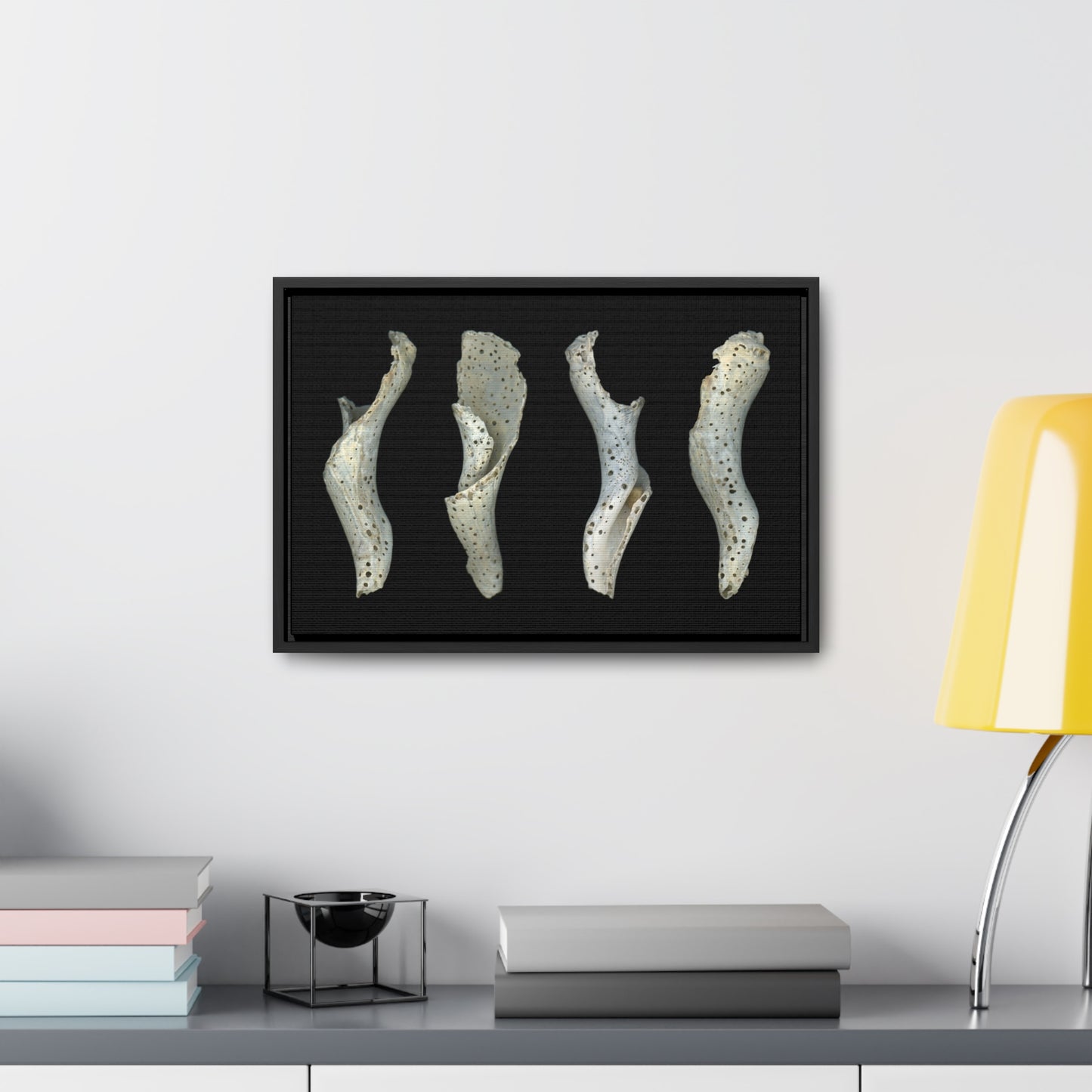 Spotted Shell White Four | Framed Wrap Canvas | Black Background