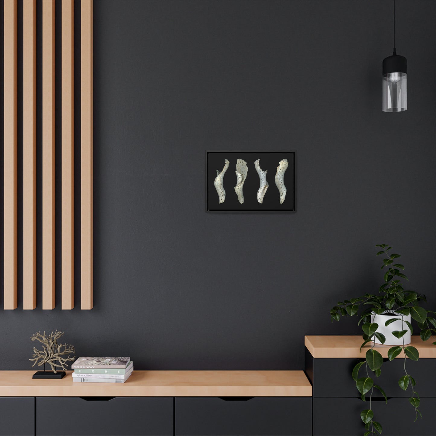 Spotted Shell White Four | Framed Wrap Canvas | Black Background
