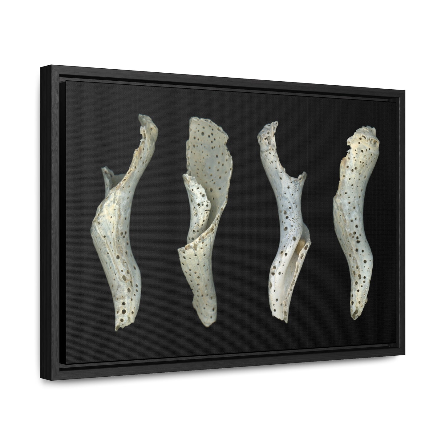 Spotted Shell White Four | Framed Wrap Canvas | Black Background