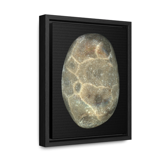Petoskey Stone | Framed Wrap Canvas | Black Background
