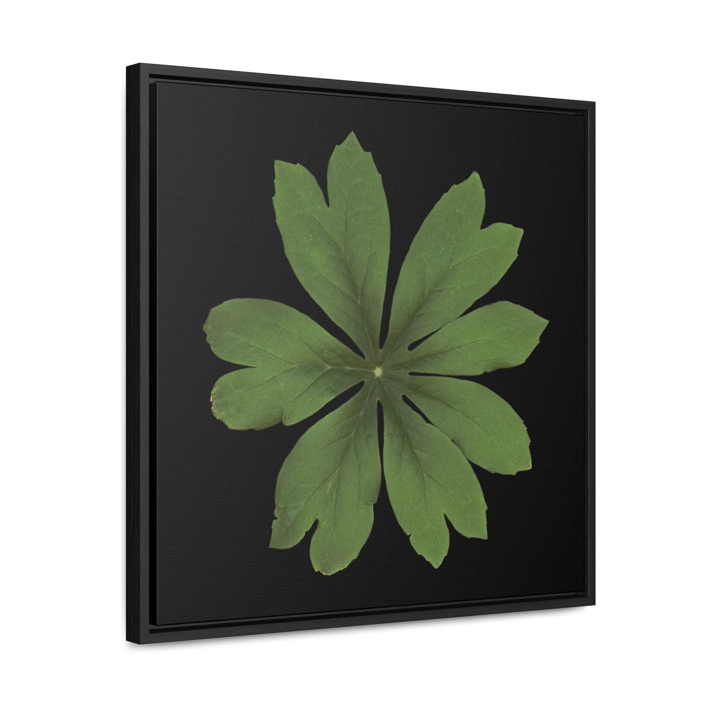 Mayapple, Podophyllum by Matteo | Framed Canvas | Black Background