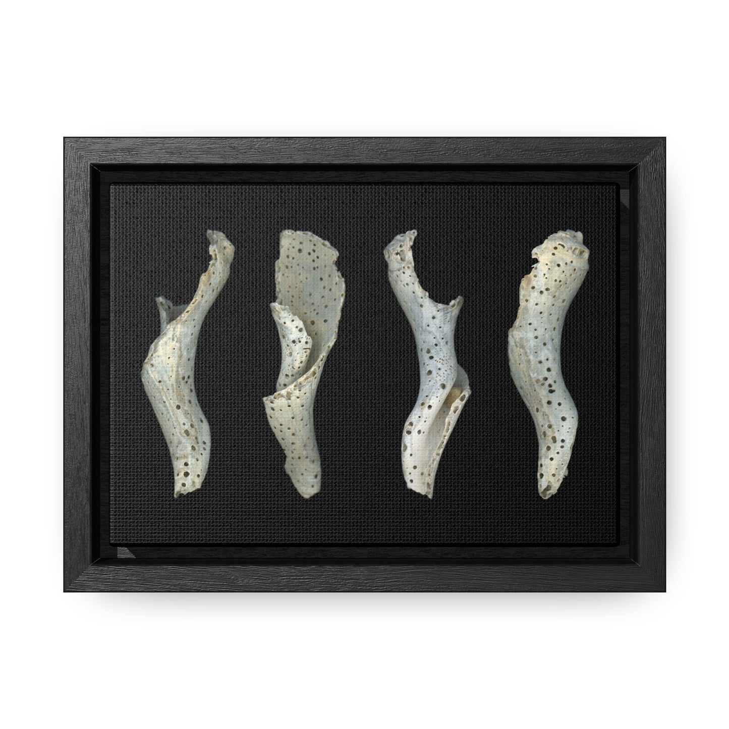 Spotted Shell White Four | Framed Wrap Canvas | Black Background