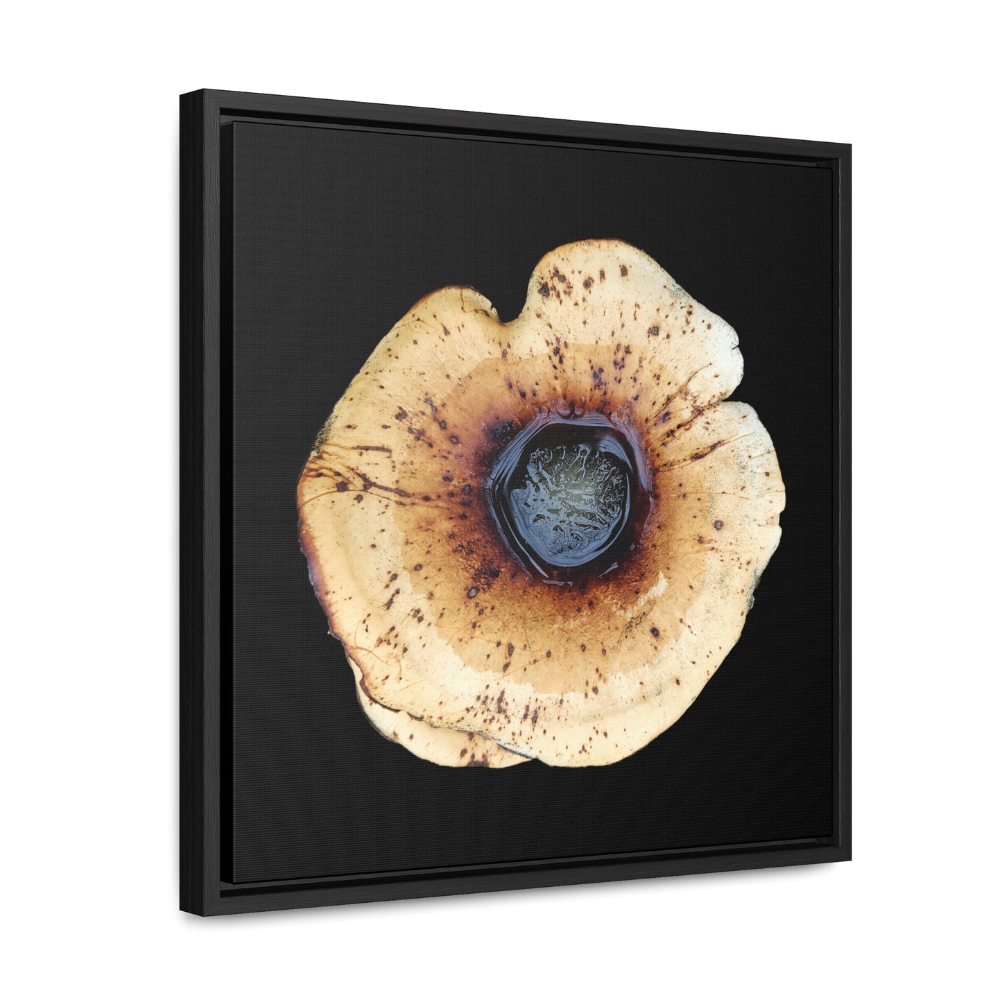 Honey Fungus, Armillaria | Framed Canvas | Black Background