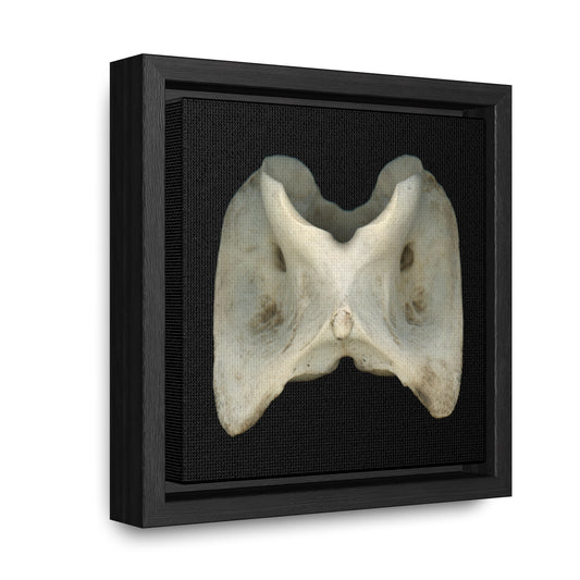 White-tailed Deer Atlas Vertebra | Framed Canvas | Black Background