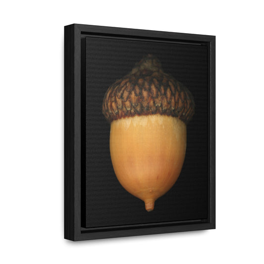 Acorn | Framed Wrap Canvas | Black Background