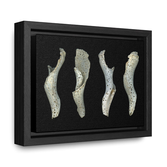 Spotted Shell White Four | Framed Wrap Canvas | Black Background