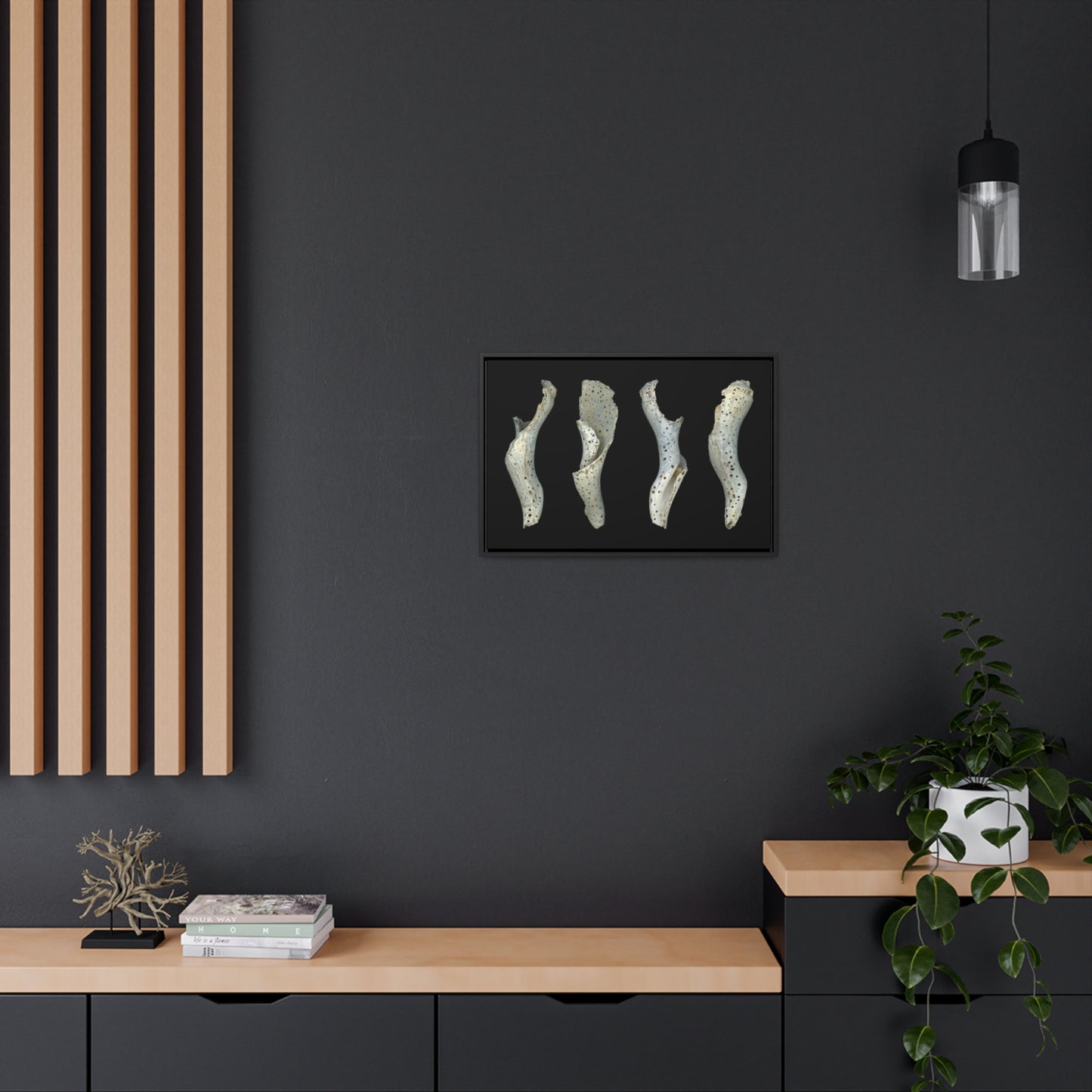 Spotted Shell White Four | Framed Wrap Canvas | Black Background