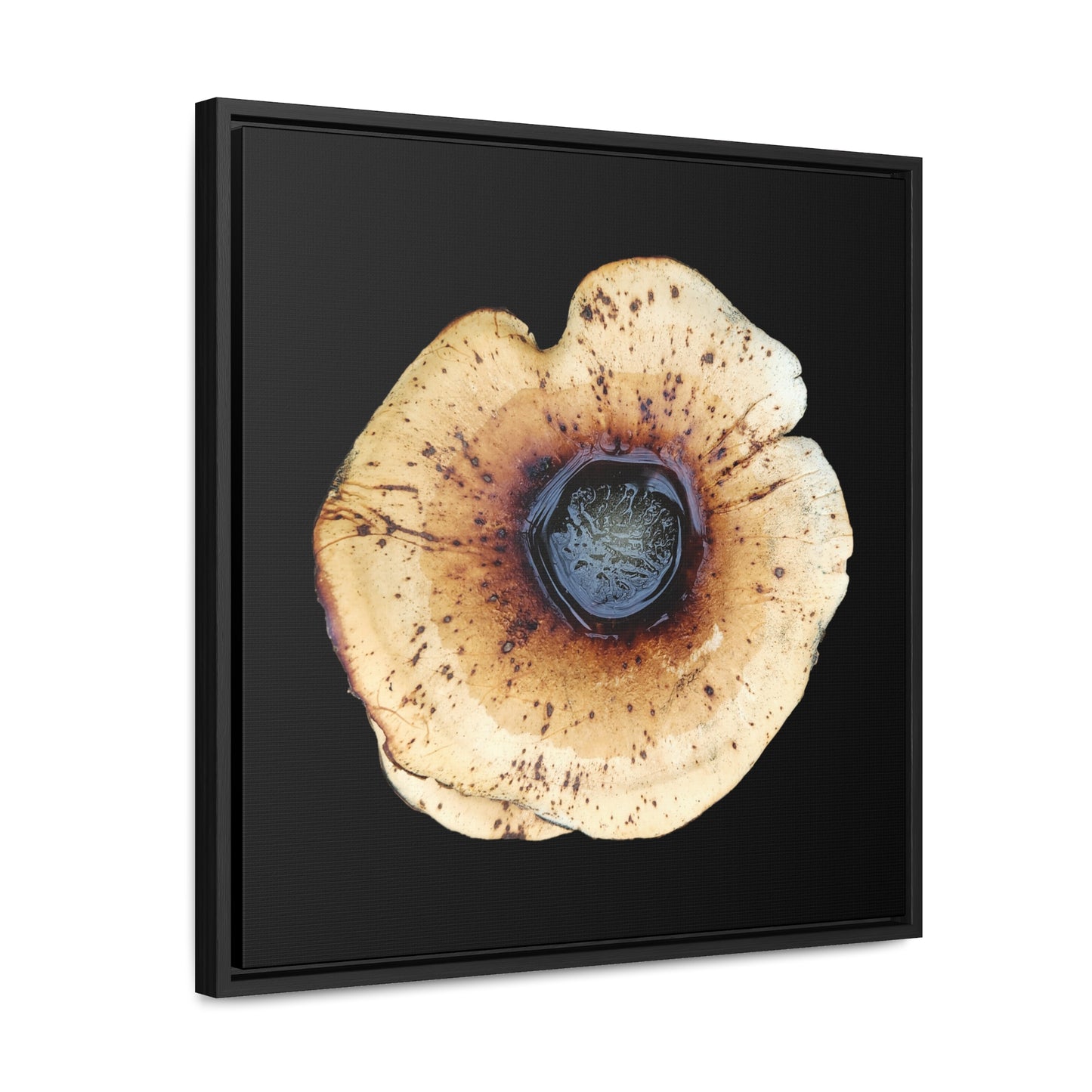 Honey Fungus, Armillaria | Framed Canvas | Black Background