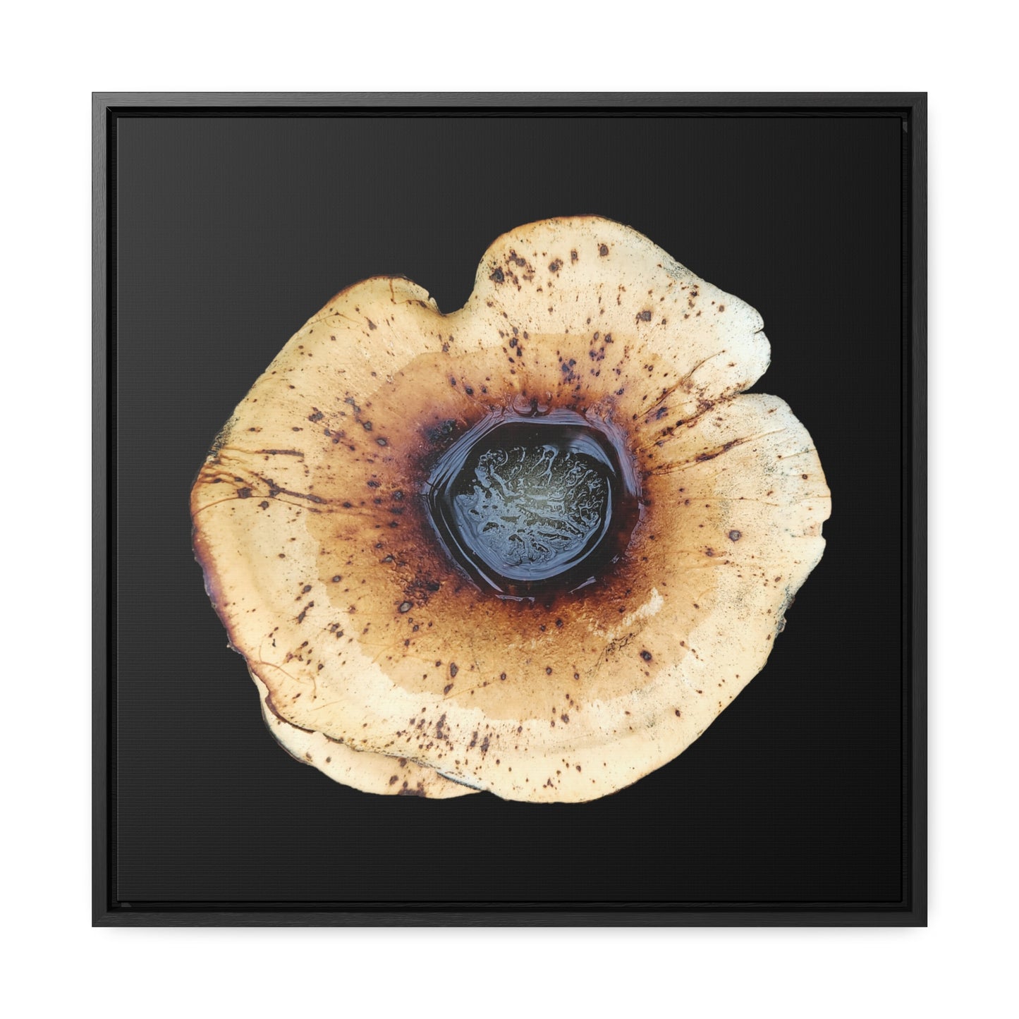 Honey Fungus, Armillaria | Framed Canvas | Black Background