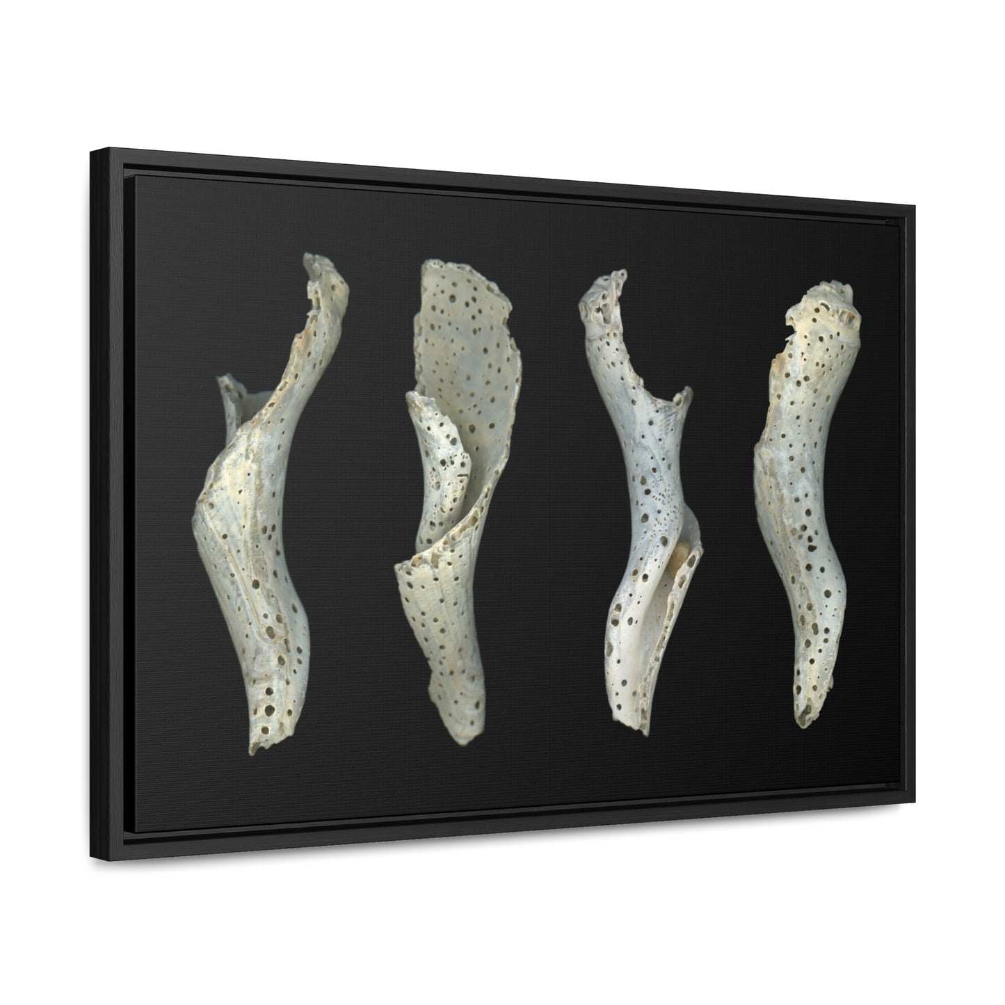 Spotted Shell White Four | Framed Wrap Canvas | Black Background