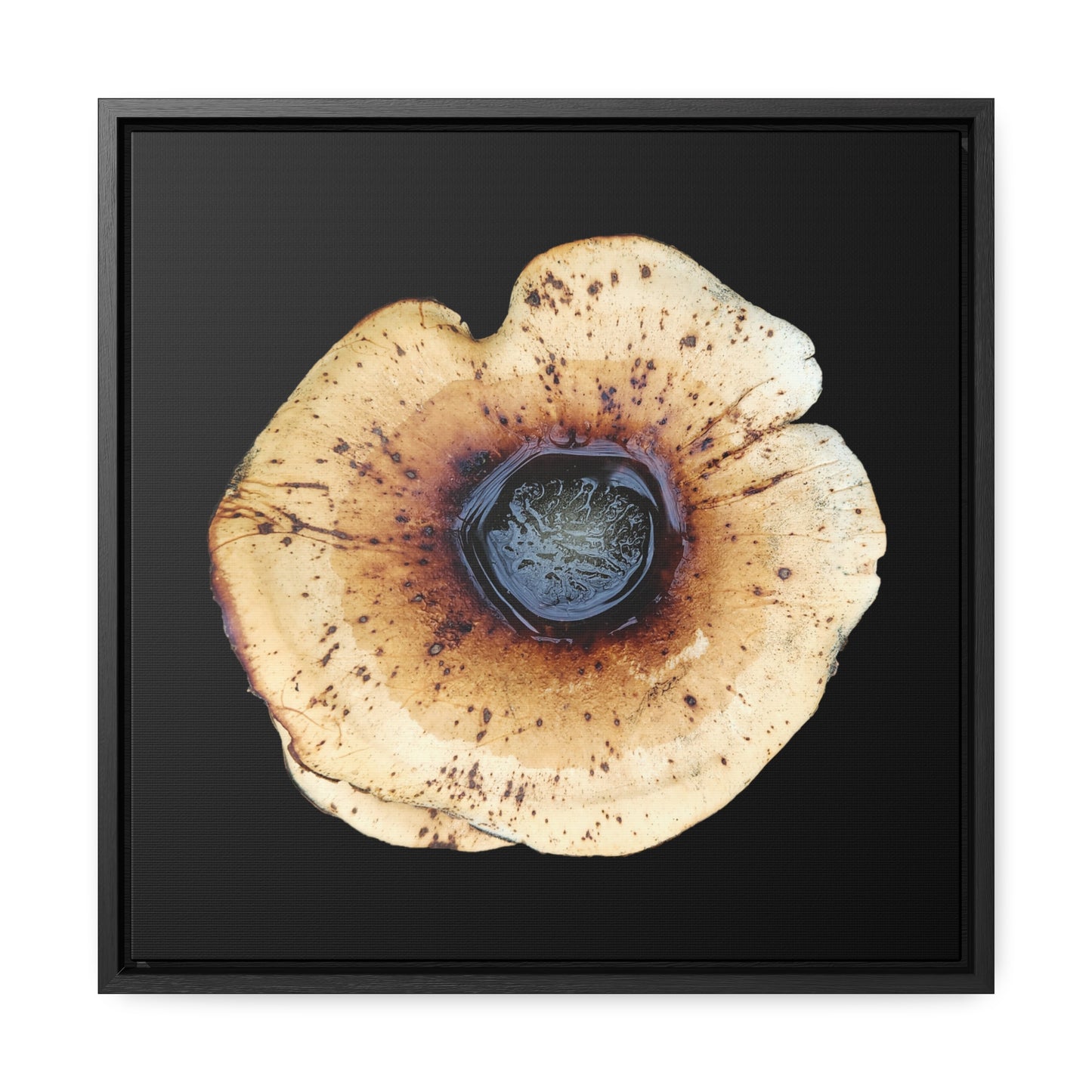 Honey Fungus, Armillaria | Framed Canvas | Black Background