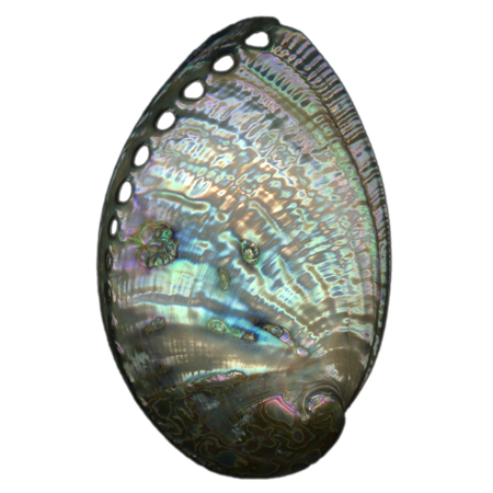 Abalone Shell Exterior | Magnet | 1in