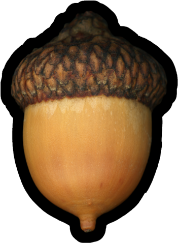Acorn | Vinyl Sticker