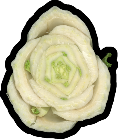 Bok Choy Rose, Single | Vinyl Sticker