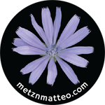 Chicory Flower | Magnet | 1in