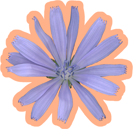 Chicory Flower | Vinyl Sticker