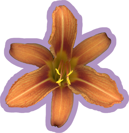 Daylily Flower Orange | Vinyl Sticker