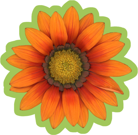 Gazania Flower | Vinyl Sticker