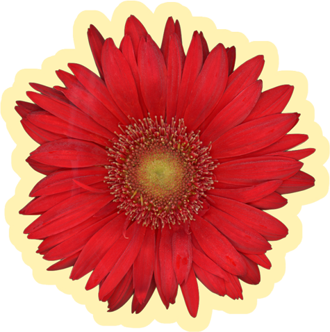 Gerbera Daisy Flower Red | Vinyl Sticker