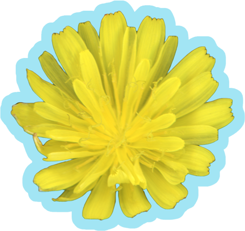 Hawkweed Flower Yellow | Vinyl Sticker