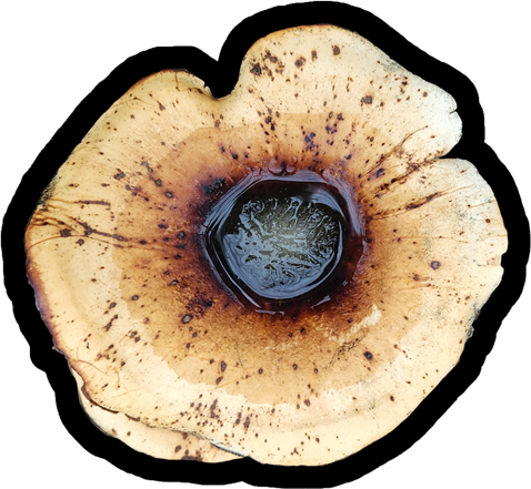 Honey Fungus, Armillaria | Vinyl Sticker