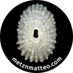 Keyhole Limpet Shell White Exterior | Magnet | 1in