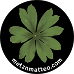 Mayapple, Podophyllum by Matteo | Magnet | 1in