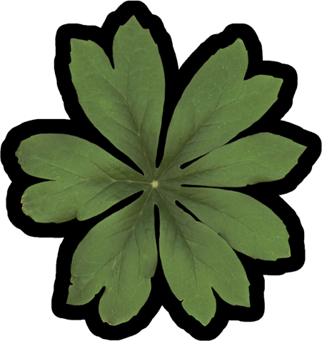 Mayapple, Podophyllum | Vinyl Sticker
