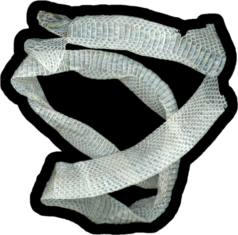 Mexican Milk Snake Shed Skin | Vinyl Sticker
