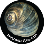 Moon Snail Shell Blue Apical | Magnet | 1in